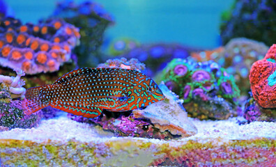 Ornate Leopard Wrasse - (Macropharyngodon ornatus)