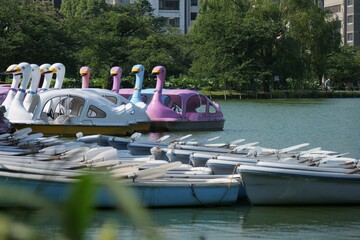 池に係留されている手漕ぎボートとペダルボート