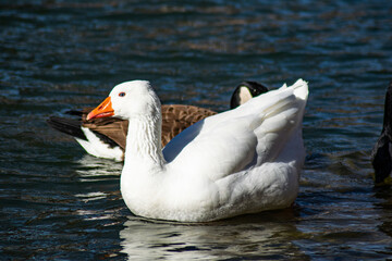 white goose swimming