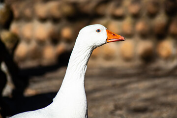 white goose portrait