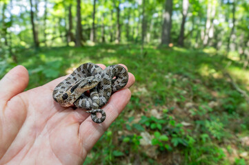 Yearling eastern hognose in hand from Massachusetts 