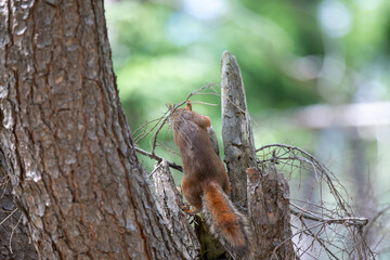 A red squirrel in a tree in an Ontario forest.