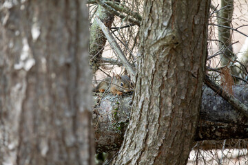 A red squirrel in a tree in an Ontario forest.