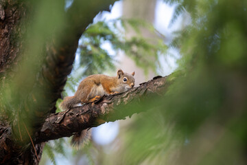 A red squirrel in a tree in an Ontario forest.
