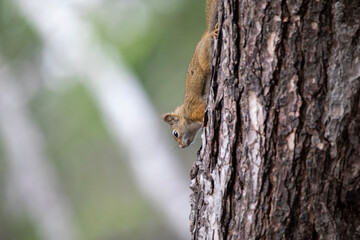 A red squirrel in a tree in an Ontario forest.