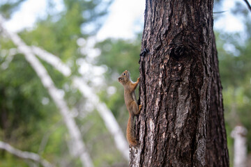 A red squirrel in a tree in an Ontario forest.