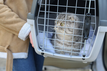 Woman holding carrier with cute Scottish fold cat, closeup