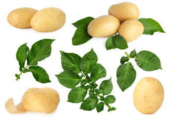Potatoes and green leaves isolated on white, set