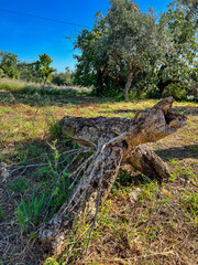 stump on landscape with olive trees on the camino de santiago in portugal, the portuguese way, pilgrimage along the St James way