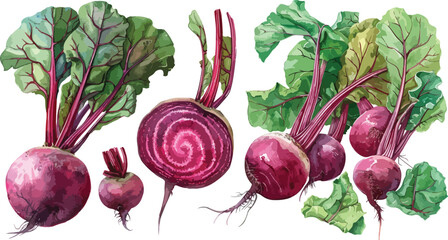 beet root watercolor clipart