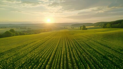 Obraz premium landscape of vast agricultural field with blooming yellow sunflowers in summer countryside during sunset. 