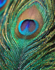 Fototapeta premium A mesmerizing peacock feather, its intricate patterns and vibrant colors captured in a close-up
