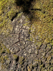 old wood texture with moss at the camino de santiago, Portuguese way of the St. James way in Portugal