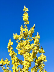 yellow flowers on blue sky background at the camino de santiago, Portuguese way of the St. James way in Portugal