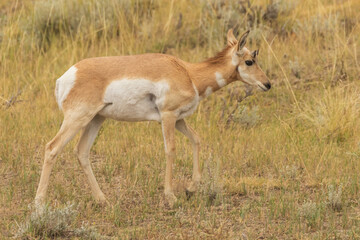 antelope in a field walking
