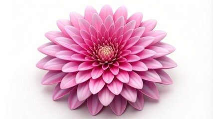 Fototapeta premium A pink flower with a white background