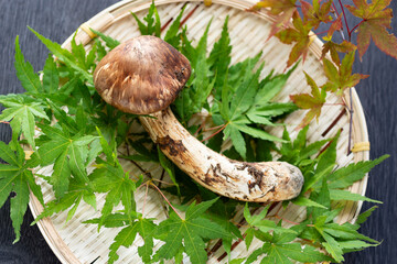 秋の味覚、松茸