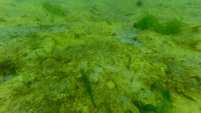 Camera moves forward over the sandy seabed covered with colony of colonial form of cyanobacteria, mats of blue-green algae