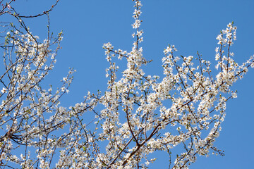 Tree Top Branches with White Cherry Blossom Flowers Blooming