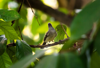 Elaenia flavogaster - Elaenia copetona - Yellow-bellied Elaenia - Fiofío Vientre Amarillo - Flycatchers Tyrannidae