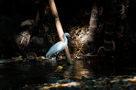 Egretta thula - Garcita dedos dorados - Small white heron
