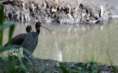 Phimosus infuscatus - Coquito - Ibis negra - Bare-faced Ibis