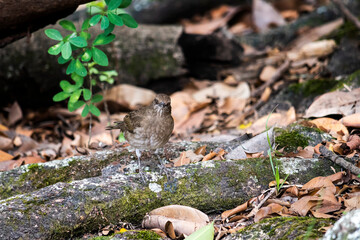 Turdus ignobilis - Turdus ignobilis - zorzal piquinegro - mirla ollera