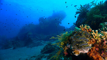 nderwater photo of the Japanese wreck from World War Two. From a scuba dive in Bali, Indonesia, Asia.
