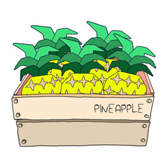 Illustration vector of a box of tropical fruit pineapple in a vintage wooden box