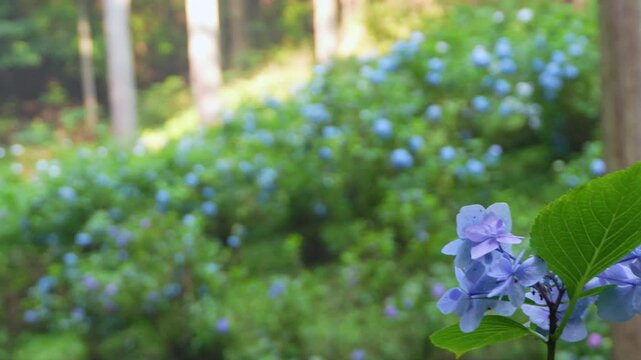 A Lot of Hydrangeas Blooming in the Misty Mountains After the Rain. Panning left and Focus shifts from front to back. 4k 10bit footage.