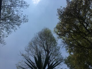 trees in the sky