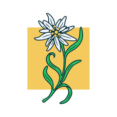 flower on a white background