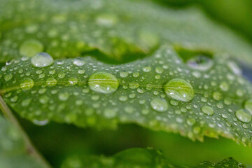 Water droplets on green leaves in macro photo