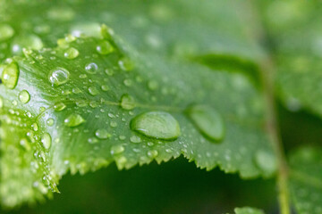 Water droplets on green leaves in macro photo