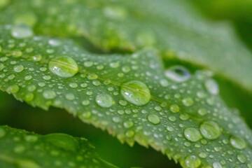 Water droplets on green leaves in macro photo
