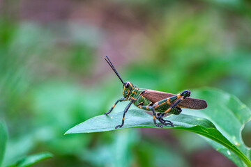 
We see a beautiful green, brown and yellow mountain ranger, very comfortable perched on a green leaf, ready to jump, province of Cordoba Arg.