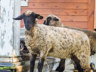 Sheep With A SHort Coat And Two More Sheep In Background