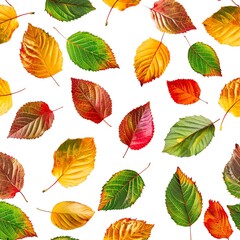 Obraz premium Colorful autumn leaves, nature pattern, graphic design, seamless, isolated on white background