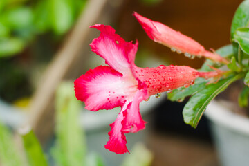 Adenium flowers wet after rain