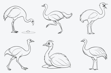 Elegant Emu, Exquisite Line Art Collection