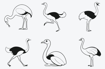 Here's a catchy title for you, "Majestic Ostrich Vector Illustration