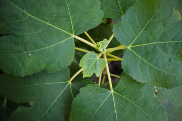 Young green leaves seen from above