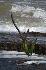 El mar es una constante en toda la peninsula de Paraguana,y la pesca es uno de los medios de sustentacion de la poblacion.