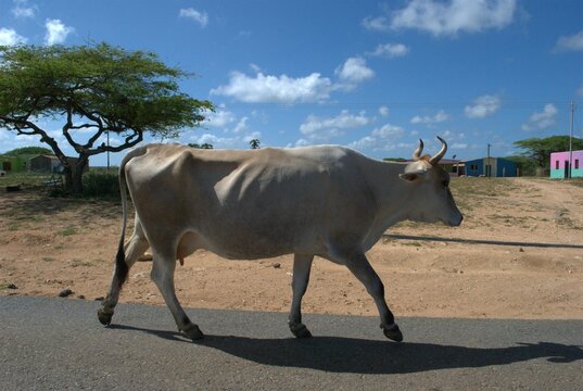 Podemos encontrar ganado vacuno en Paraguana,pero la mayoria de los animales de corral son cabras mas adaptadas al ambiente arido de la peninsula.