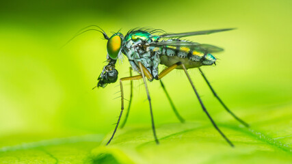 Small Long-legged fly eating its prey on a green leaf, Macro photo, Selective focus.