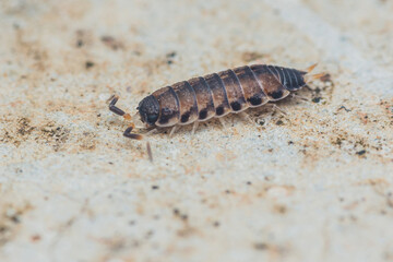 Close up a Common rough woodlouse, Porcellio scaber sitting on floor, Macro photo, Selective focus.