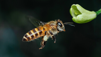 Flying honey bee to white flower in blur background, Macro side close-up view.
