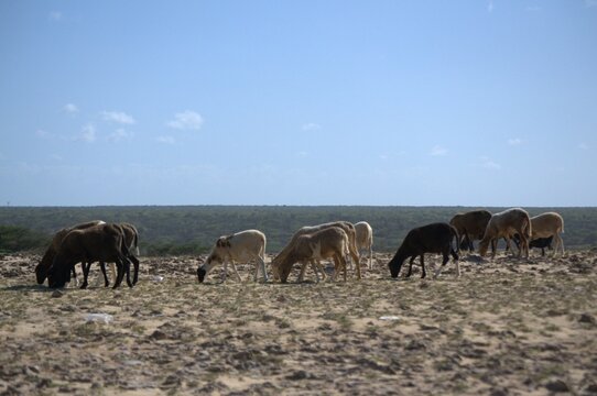 Podemos encontrar ganado vacuno en Paraguana,pero la mayoria de los animales de corral son cabras mas adaptadas al ambiente arido de la peninsula.