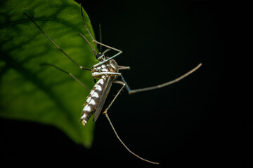 Close up a mosquito hides under green leaf, nature blurred background, macro photos, selective focus, insect Thailand.