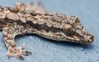 Flat-tailed house gecko, Hemidactylus platyurus close up head isolated on floor background.